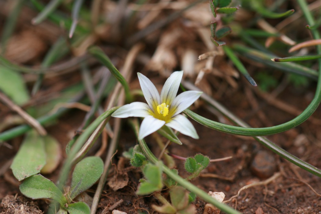 Romulea ramiflora dalla sardegna